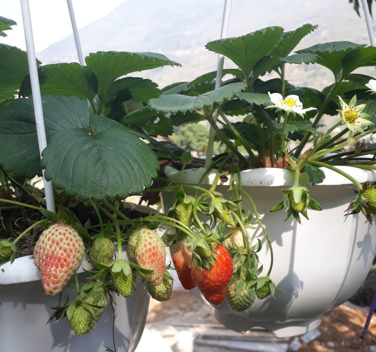 Organic Farm Homestay Шапа Екстер'єр фото